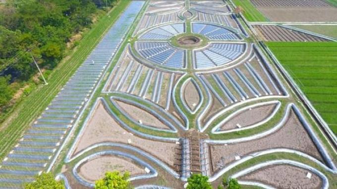 Fenomena Crop Circle